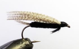 Mallard White