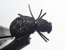 Майский жук Black Flach