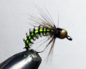 Нимфа оса Chartreuse