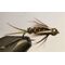Нимфа Prince gold